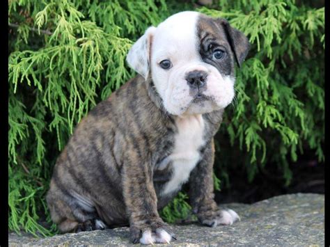 English Bulldogs For Sale Puppies For Sale