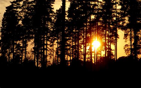 Download Wallpaper 2560x1600 Trees Silhouettes Sunset Sun Dark