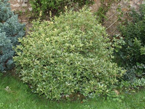 69 Best Images About Deer Resistant Shade Evergreen Shrubs