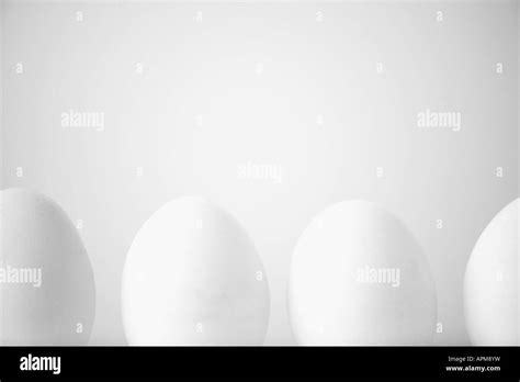Row Of White Eggs Stock Photo Alamy