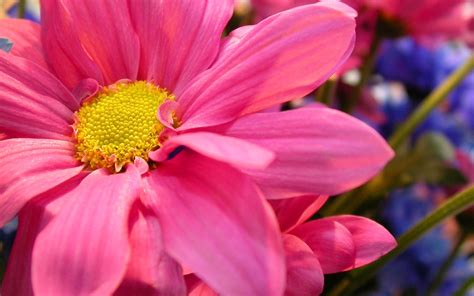 Free Photo Pink Petal Floer Bloom Blossom Flora Free Download