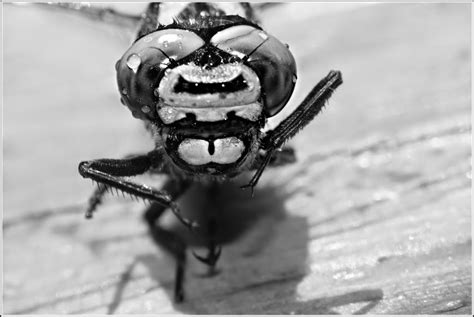 Macro Black And White Photography Black And White Photography