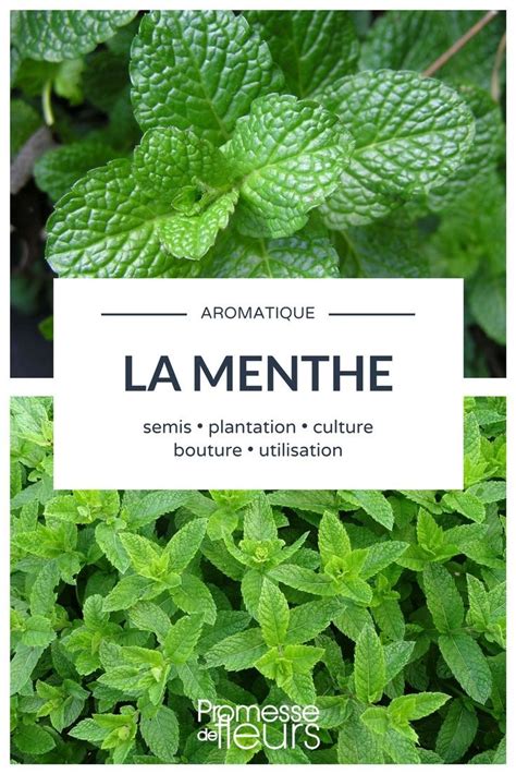 Check spelling or type a new query. cultiver la menthe, au potager ou en pot #aromatique # ...