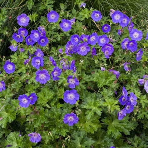 You Garden Hardy Geranium Rozanne In A 2l Pot Rhs Plant Of The