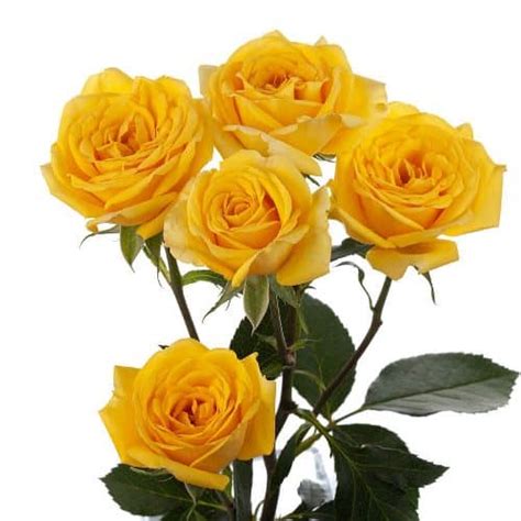 Yellow Mini Roses 100 Stems Buy Wholesale Flowers Jr Roses