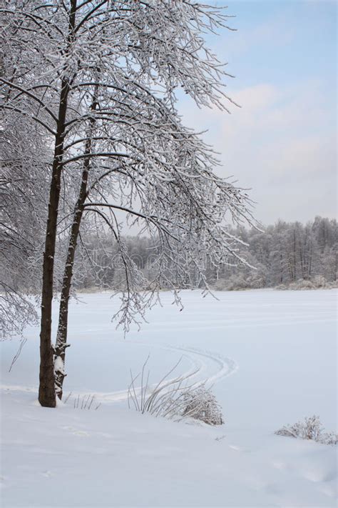 Frosted Winter Trees On The Shores Of Icy Pond Stock Image Image Of