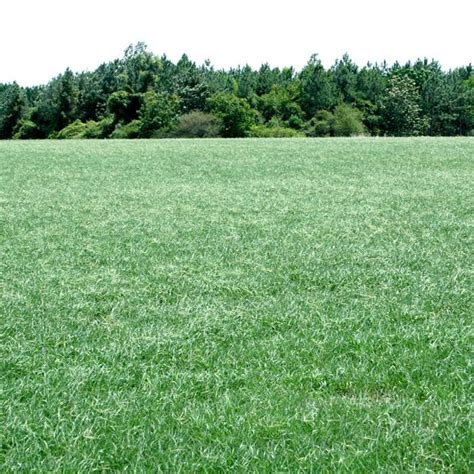 Tall Forage Fescue Pasture Grass Seed