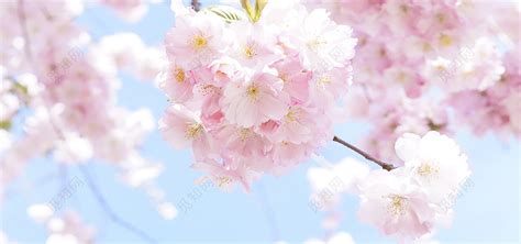 日本樱花树天空盛开的美丽樱花图片免费下载 觅知网