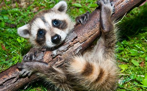 Check Out These Adorable Baby Raccoon Pictures Raccoon Removal