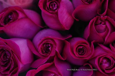 Mark Fisher American Photographer Dark Pink Roses American