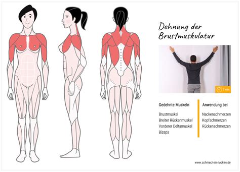 Pectoralis major, unser zielmuskel für heute, hat drei anteile, die allesamt in einer sehne an der vorderseite des oberarmknochens zusammenlaufen. Dehnübungen bei Nackenschmerzen - Schmerzfrei werden!