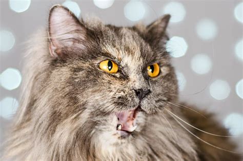 Funny Gray British Cat Pulls Out His Tongue Showing Fangs Teeth With