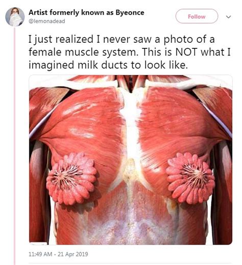 Image Shows What Female Chest Muscles And Milk Ducts Look Like Inside