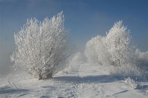 3456x2304 Bushes Hoarfrost Snow Traces Path Snow White