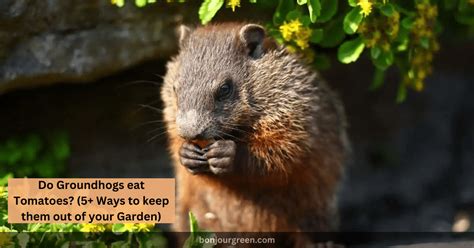 Do Groundhogs eat Tomatoes? (5+ Ways to keep them out of your Garden)