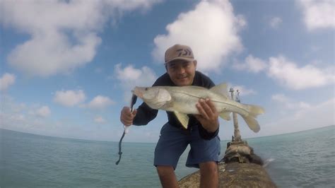 Pesca De Robalos En El Cuyo Yucatan 2019 Fishing Snook In Yucatan