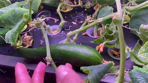 Cucumber Plant Update Day 85 Youtube