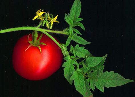 Tomato Scanned Wikimedia Commons Earth Buddies