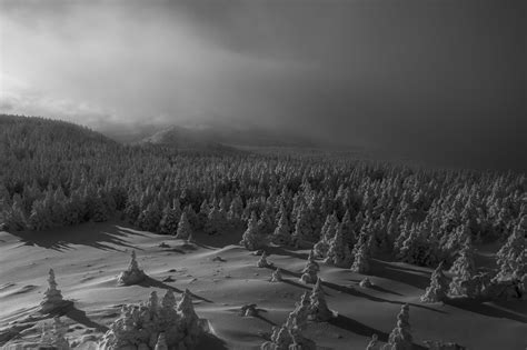 424634 Forest Monochrome Landscape Trees Snow Covered Snow