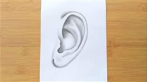Pencil Drawing Of An Ear