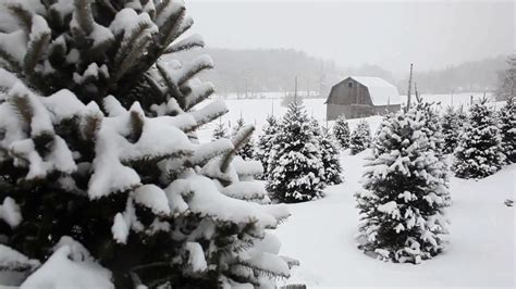 10 Hours Snow Falling On Christmas Trees 1 Video And Audio 1080hd
