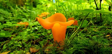 The Apricot Jelly Guepinia Helvelloides Rmushrooms