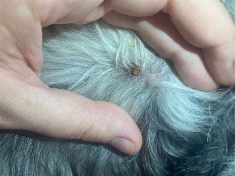 My dog had a Sebaceous cyst rupture on her back yesterday. I cleaned it