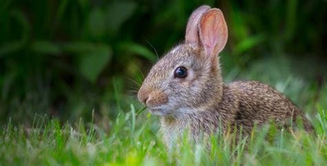 Can Pet Rabbits Live Outside How To Keep Your Bunny Safe Outside In