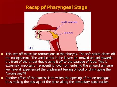 Ppt Dysphagia Swallowing Disorder Powerpoint Presentation Free