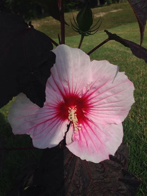 Photo Of The Bloom Of Hybrid Hardy Hibiscus Hibiscus Summerific