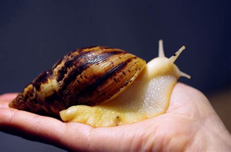 Albino Giant African Land Snails GALS With Full Set Up In Perth