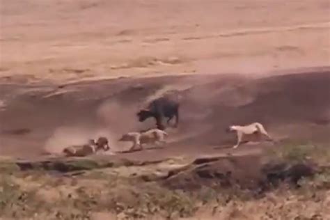 Buffalo Video Viral एकटी म्हैस 3 सिंहाना पडली भारी असा वाचवला स्वतचा