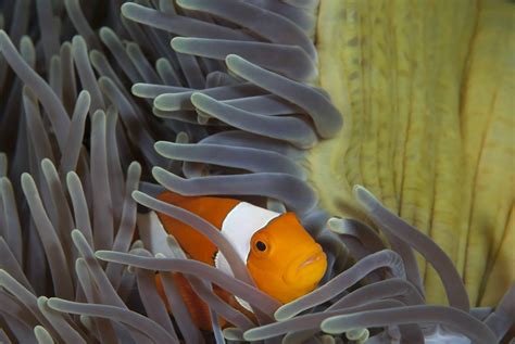 Clown Fish In Anemones Equus And Aqua Photography By Nur Tucker