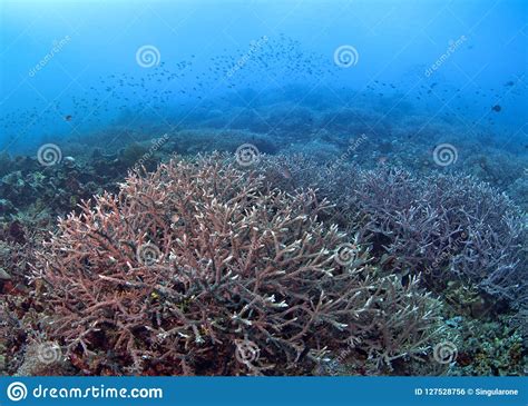 Seascape Of Staghorn Coral Reef Stock Photo Image Of Nature Fish