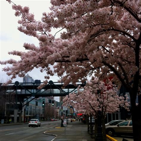 Seattle Cherry Blossoms Cherryblossoms Emerald City Seattle Outdoor