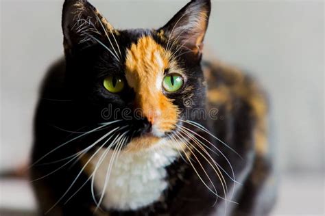Portrait Of A Tortoiseshell Cat Looking At The Camera On A White