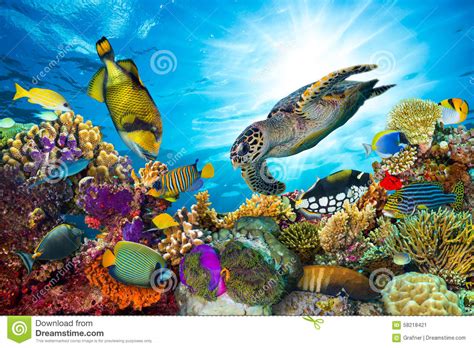 Colorful Coral Reef With Many Fishes Stock Image Image
