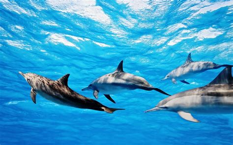 Bottlenose Dolphin Background Wallpaper 27670 Baltana