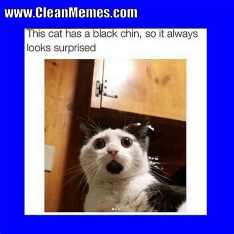 Funny animal memes videos clean. Pin by Clean Memes on Clean Memes | Funny cat memes, Funny ...