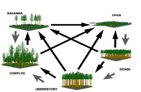 Stages Of Forest Development Design Talk