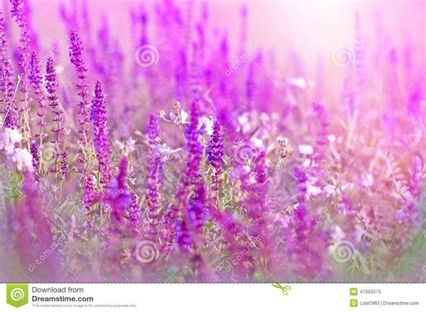Purple Meadow Flower Stock Image Image Of Foliage Fresh 47555575