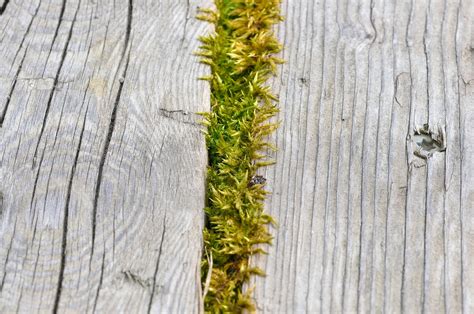 Free Photo Moss Path Pathway Route Free Download Jooinn