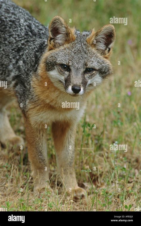 Gray Fox Urocyon Cinereoargenteus Eye Contact Portrait Standing