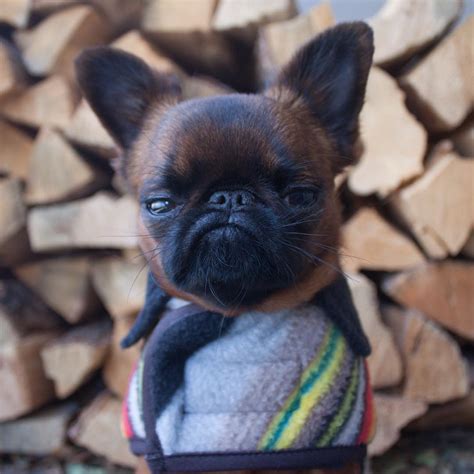 Meet Gizmo The Grumpy Dog Who Looks Like Hes Always Judging You