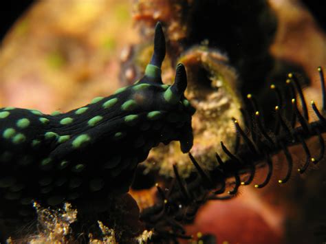 Nudibranch Nembrotha Cristata Scuba Diving Photography Scuba