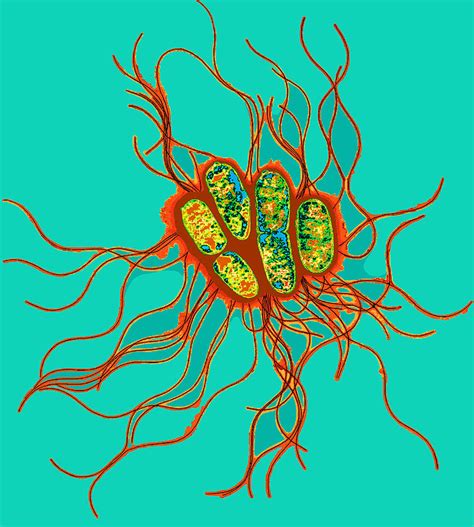 Food is the source for most of these illnesses. Coloured Tem Of Salmonella Bacteria Photograph by Dr Linda ...
