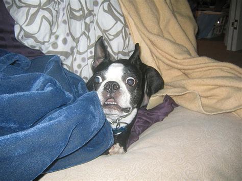 Funny Boston Terrier Puppies Funny Images Show