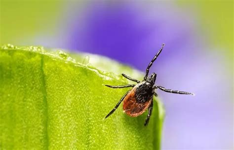 Tick Fever And Other Tick Borne Infections In Dogs Types Causes
