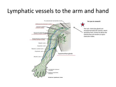 Ppt Anatomy Of The Hand And Arm Powerpoint Presentation Free