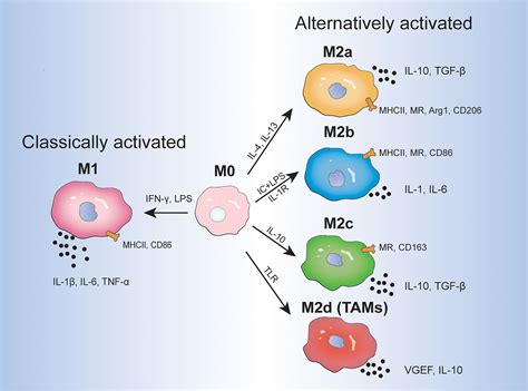 Macrophage An Overview Sciencedirect Topics 58 Off